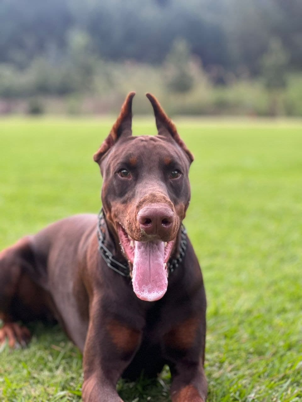 Ade